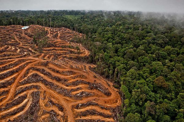 อินโดนีเซียต่อสู้กับวิกฤตการตัดไม้ทำลายป่า เปิดตัวแคมเปญปลูกป่าครั้งใหญ่